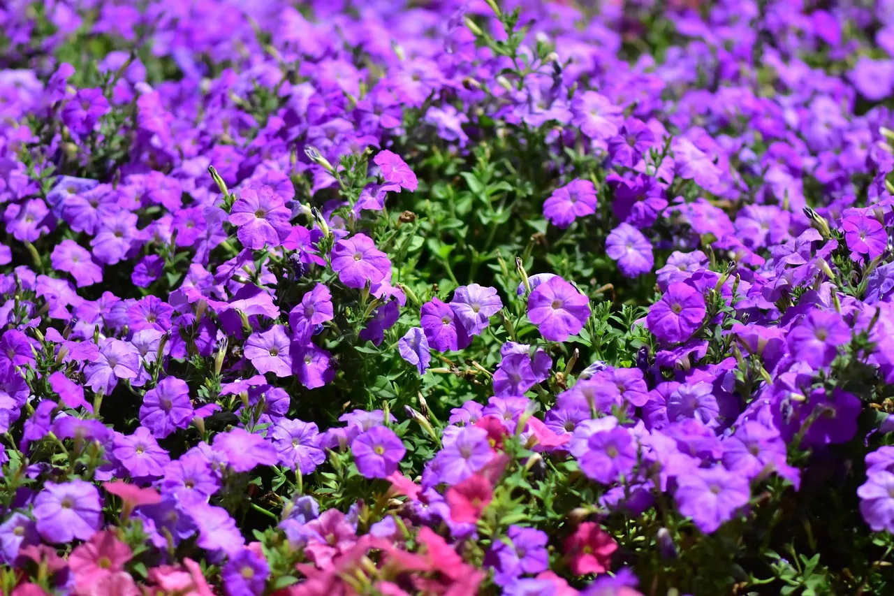 Dubai Miracle Garden: průvodce největší květinovou zahradou světa Detail rozkvetlých fialových petúnií v záhonech Dubai Miracle Garden